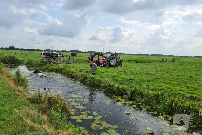 Brandweer bevrijdt koe uit sloot