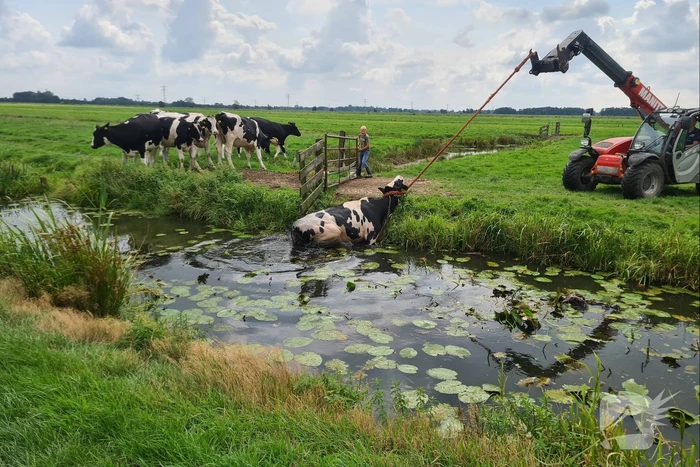 Brandweer bevrijdt koe uit sloot