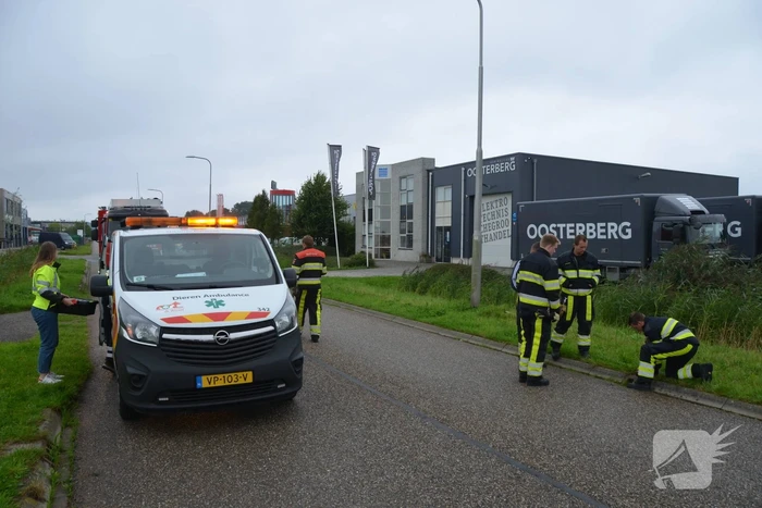 Meerkoet overleden door val in put