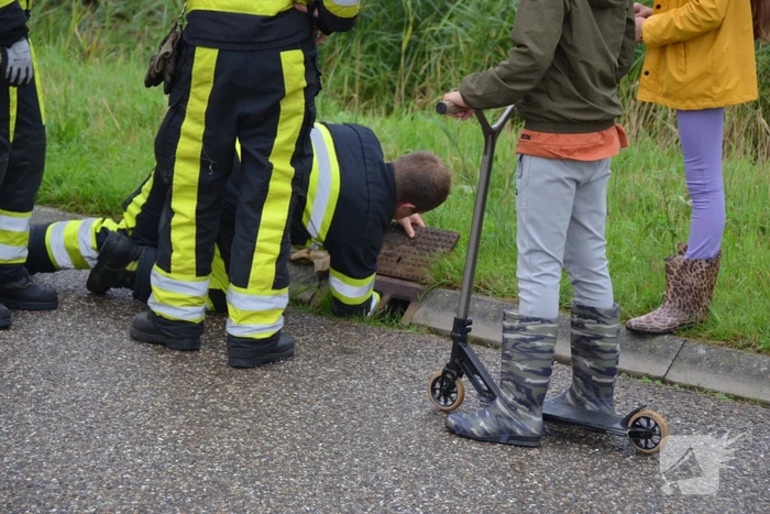 Meerkoet overleden door val in put