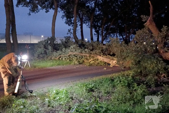 Twee grote bomen vallen op weg