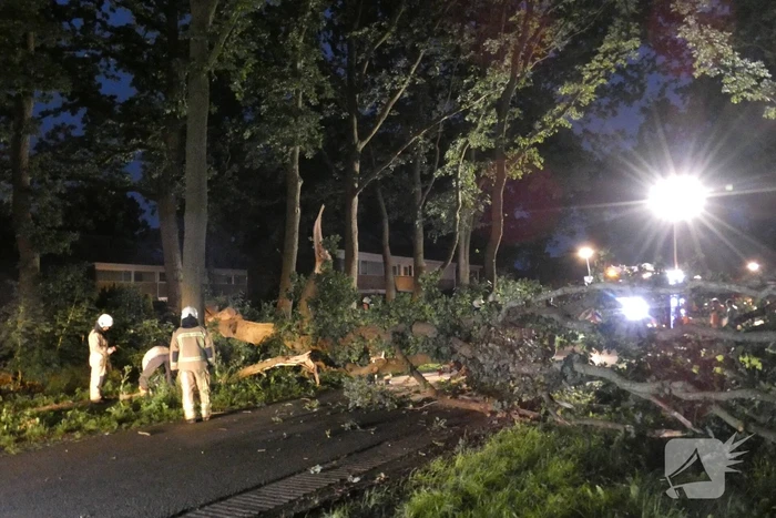 Twee grote bomen vallen op weg