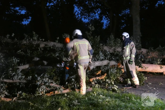 Twee grote bomen vallen op weg