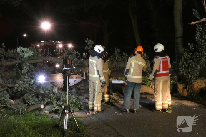Twee grote bomen vallen op weg