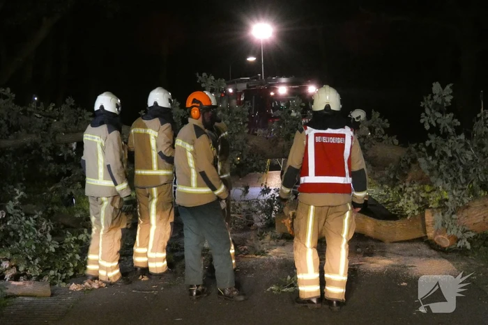 Twee grote bomen vallen op weg