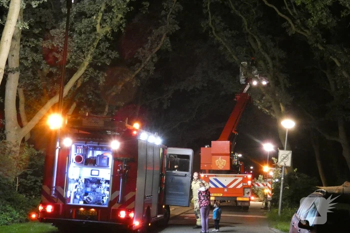 Twee grote bomen vallen op weg