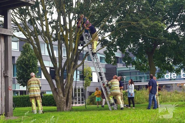 Brandweer haalt kind uit de boom
