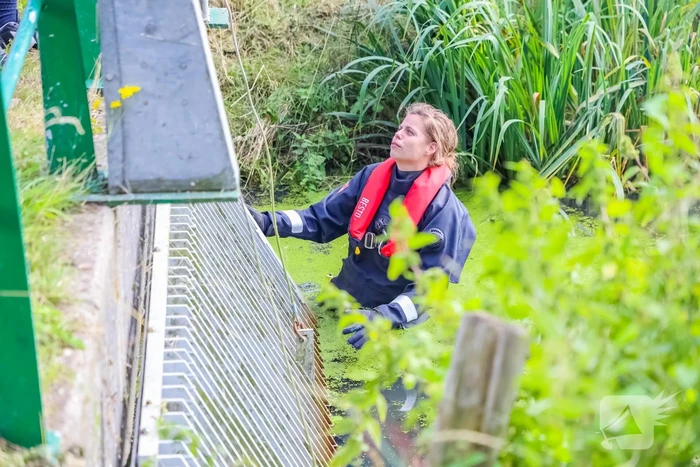 Zwaan vast in rooster in Male Wetering onder wegdek