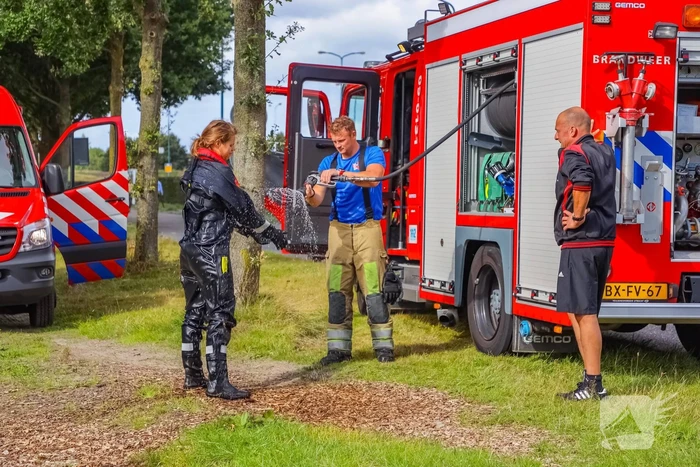 Zwaan vast in rooster in Male Wetering onder wegdek