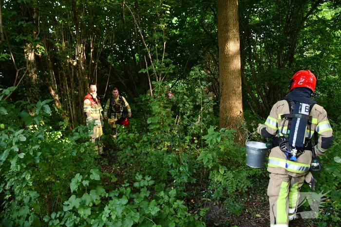 Brandweer blust brandende boom met emmers water