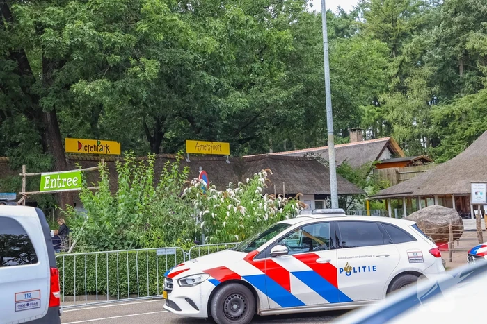 Twee wolven in Dierenpark Amersfoort ontsnapt uit hun verblijf