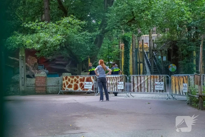 Twee wolven in Dierenpark Amersfoort ontsnapt uit hun verblijf