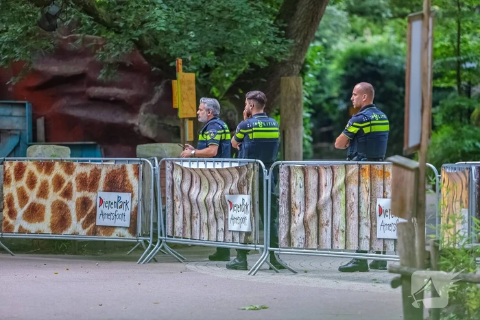 Twee wolven in Dierenpark Amersfoort ontsnapt uit hun verblijf