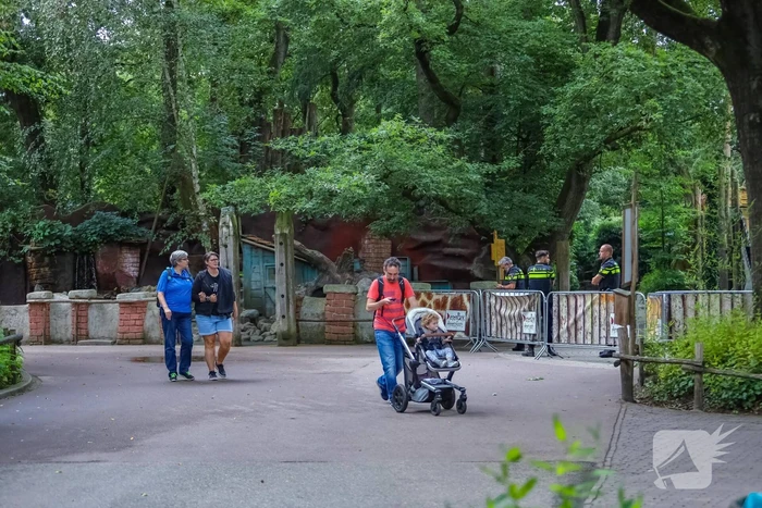 Twee wolven in Dierenpark Amersfoort ontsnapt uit hun verblijf