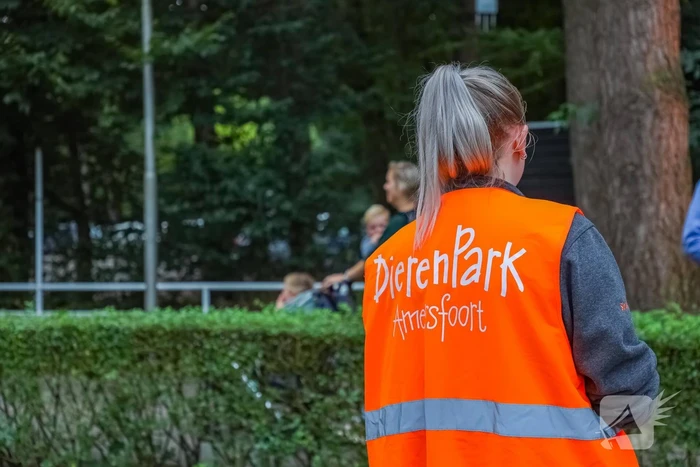 Twee wolven in Dierenpark Amersfoort ontsnapt uit hun verblijf