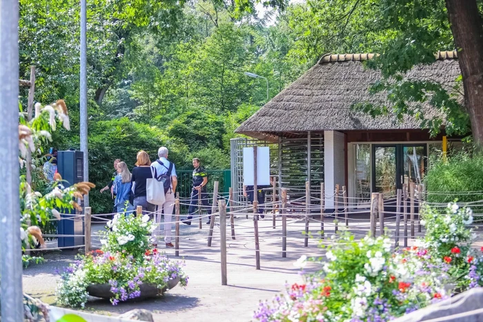 Twee wolven in Dierenpark Amersfoort ontsnapt uit hun verblijf