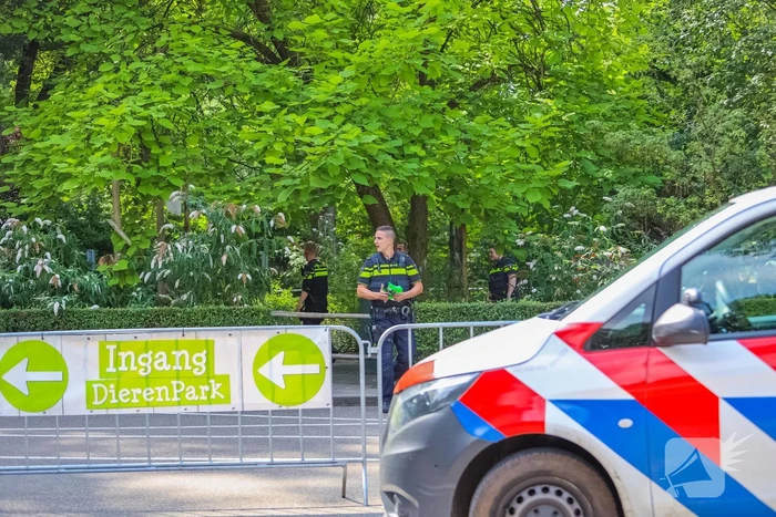 Twee wolven in Dierenpark Amersfoort ontsnapt uit hun verblijf
