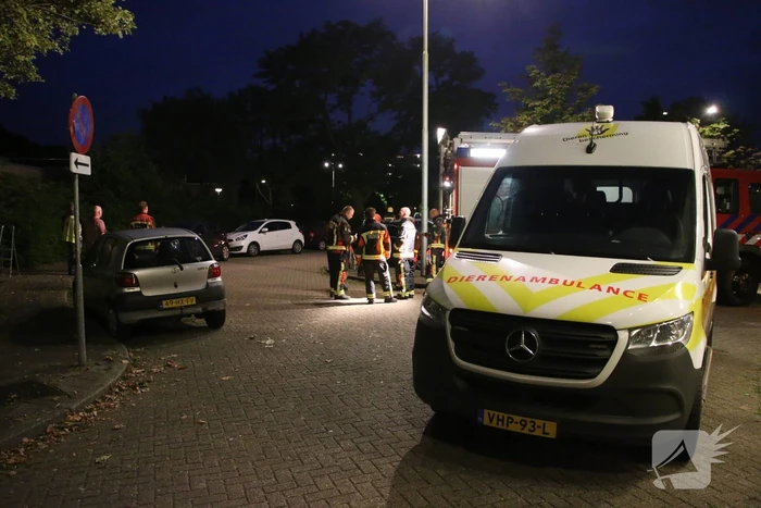 nieuws rembrandtplein lisse