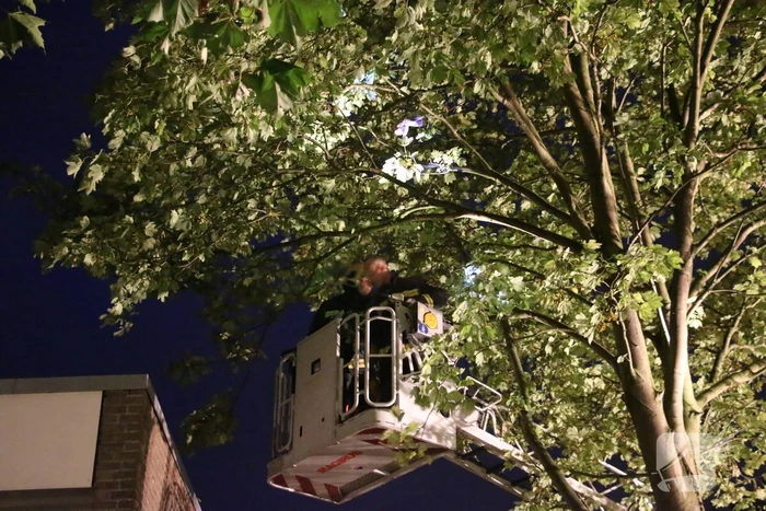 Duif met visdraad om poot gered uit boom