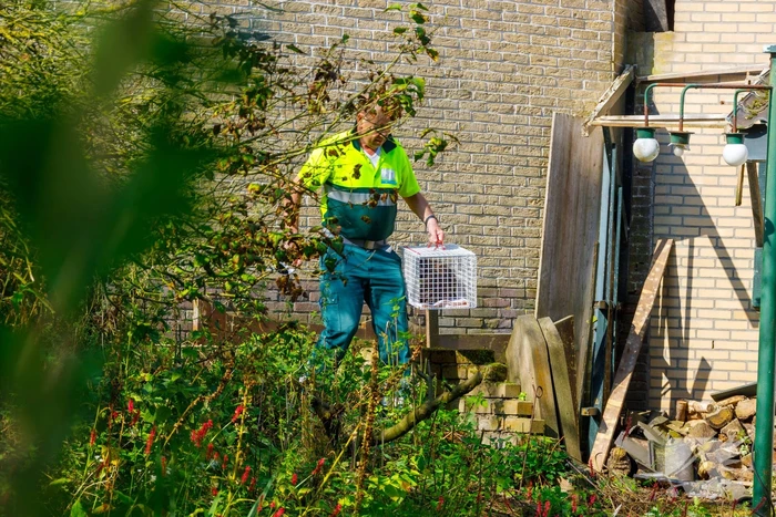 Kat twee dagen vast tussen spouwmuren