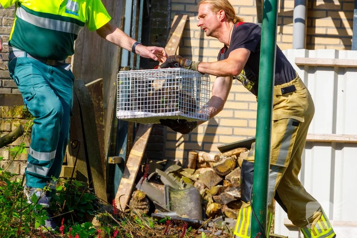 Kat twee dagen vast tussen spouwmuren