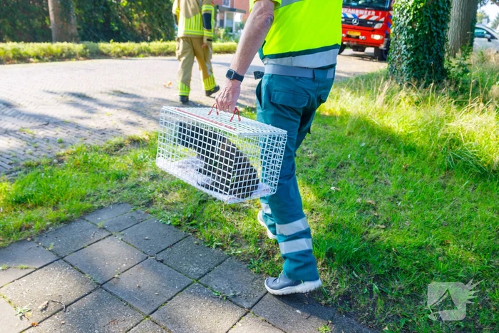 Kat twee dagen vast tussen spouwmuren