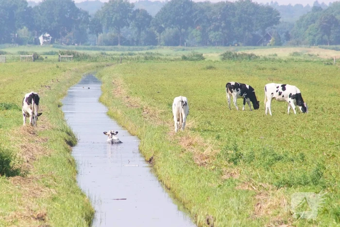 Koe belandt in sloot