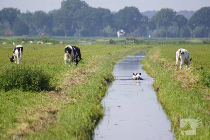 Koe belandt in sloot