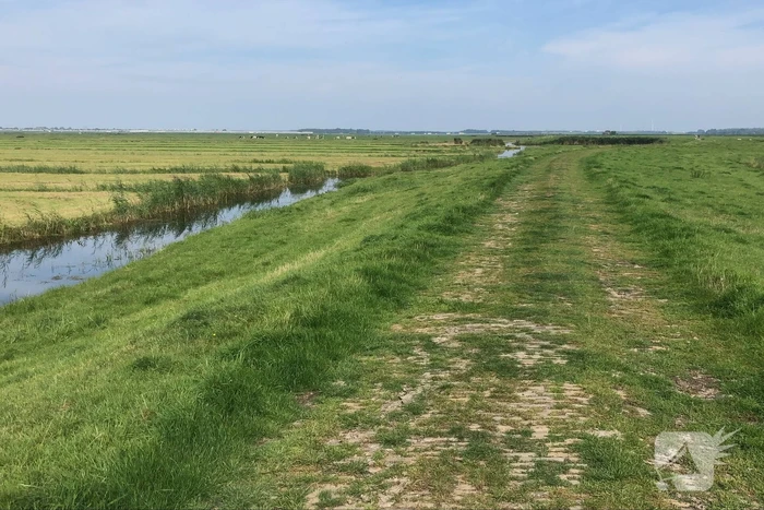Koe belandt in sloot
