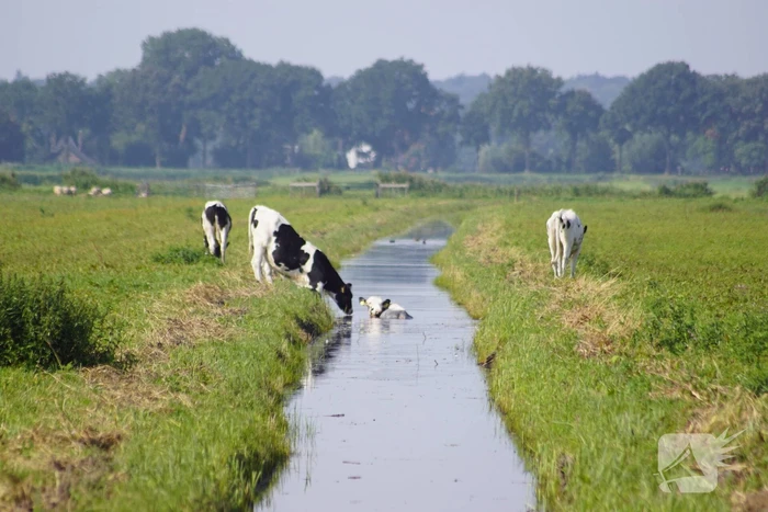 Koe belandt in sloot