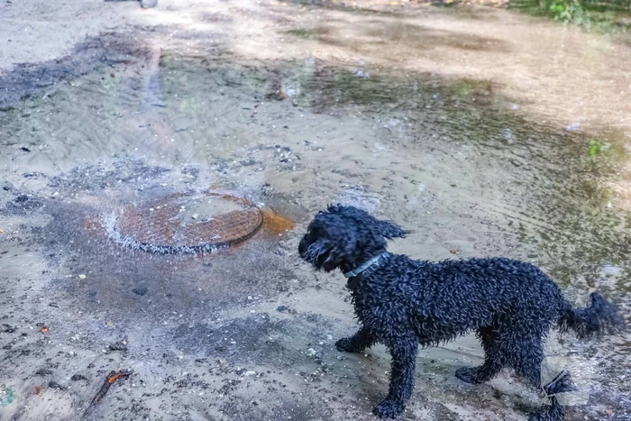 Putdeksel komt omhoog en zorgt voor wateroverlast op bospad