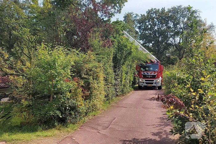 Brandweer bevrijdt duif uit boom op vakantiepark Landal