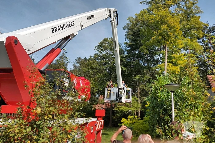 Brandweer bevrijdt duif uit boom op vakantiepark Landal