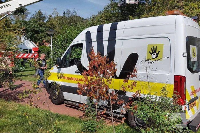 Brandweer bevrijdt duif uit boom op vakantiepark Landal
