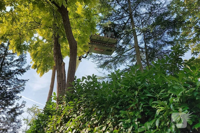 Brandweer bevrijdt duif uit boom op vakantiepark Landal