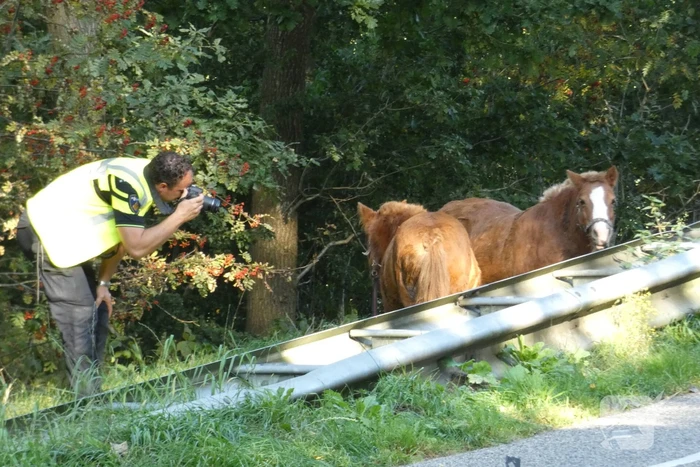 Zwaargewonde na ongeval met rijtuig