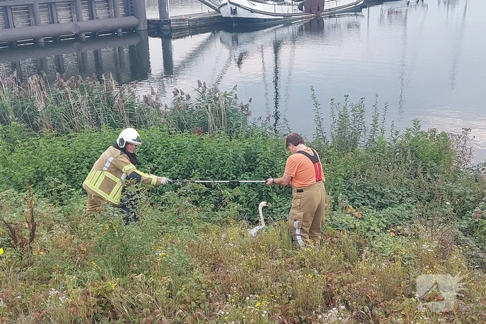 Zwaan komt vast te zitten achter hek