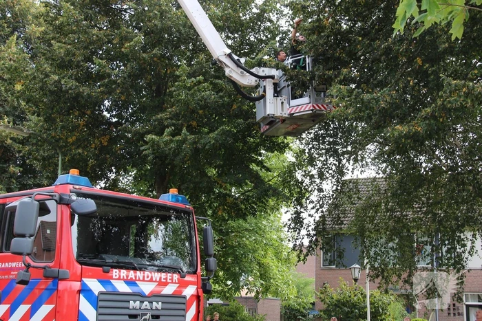 Brandweer haalt papegaai uit boom