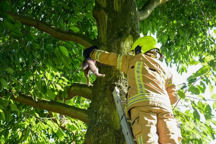 Brandweer haalt kat uit de boom