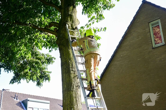 Brandweer haalt kat uit de boom