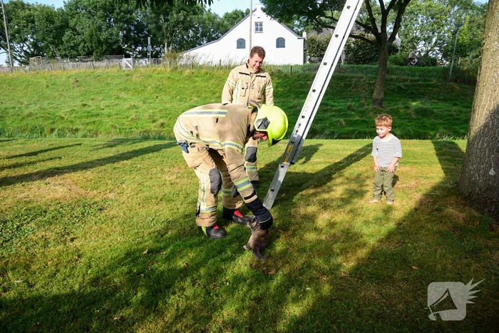 Brandweer haalt kat uit de boom