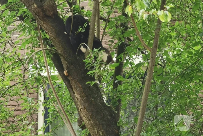 Kat kiest hazepad na reddingsactie brandweer