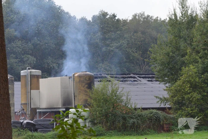 Uitslaande brand in stal met 300 varkens