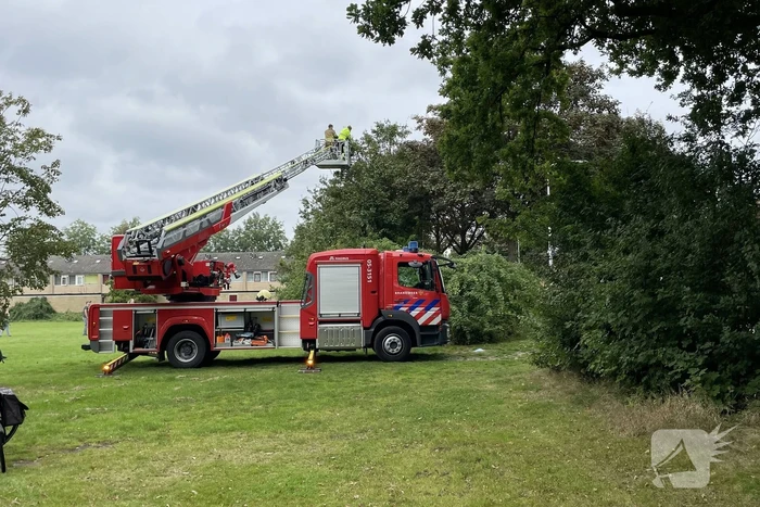 Brandweer haalt kat uit boom en ontsnapt