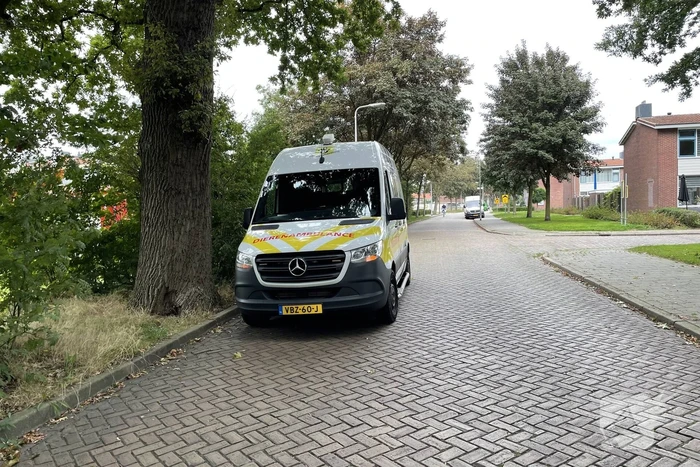 Brandweer haalt kat uit boom en ontsnapt