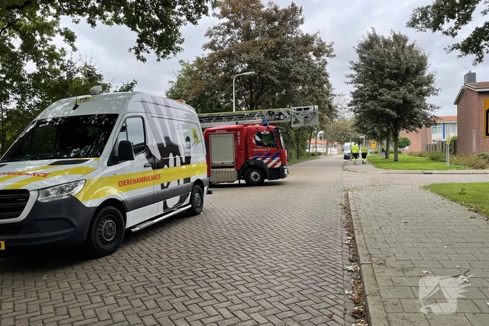 Brandweer haalt kat uit boom en ontsnapt