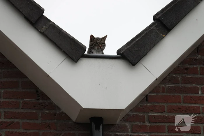 nieuws pinksterbloem hardenberg