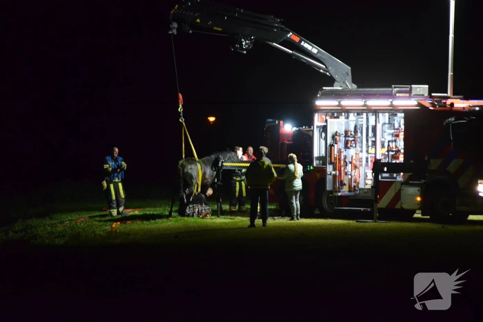 Brandweer takelt paard uit sloot