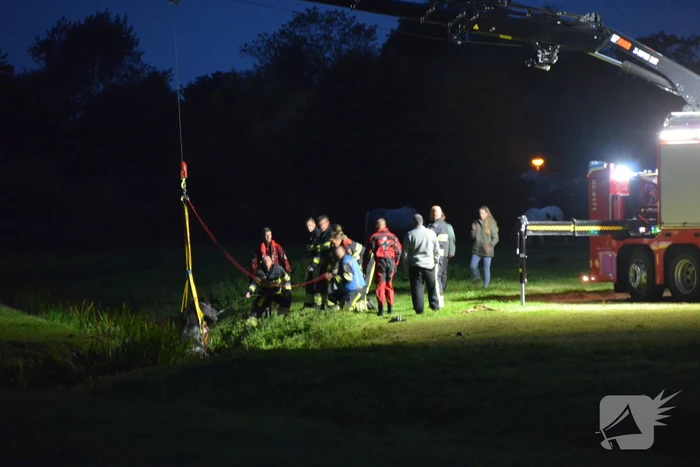 Brandweer takelt paard uit sloot