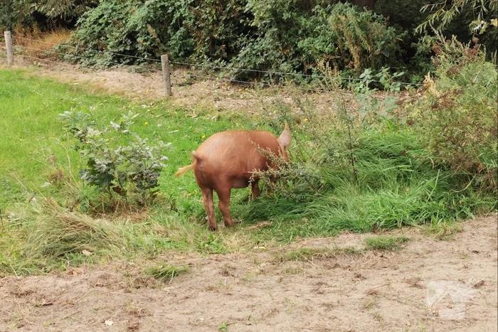 Varken ontsnapt uit weiland